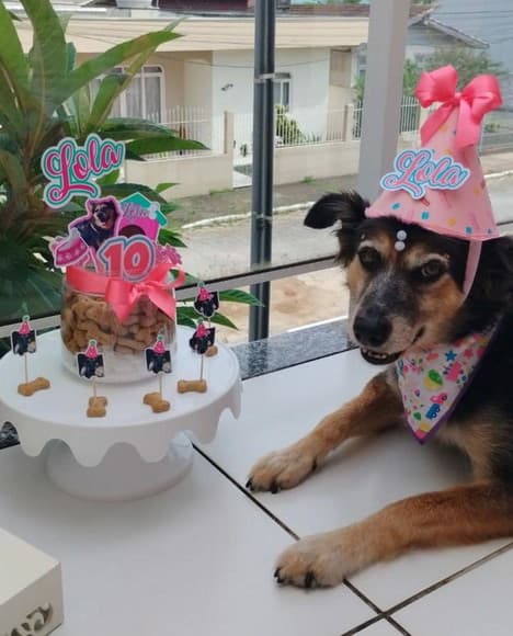 Kit Festa Aniversário Pet Personalizado - foto 1